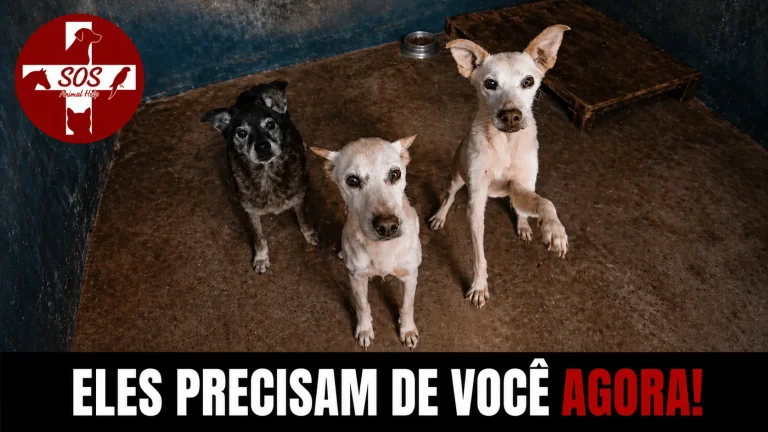 Animais precisam de você agora